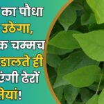 Gardening Magic:
