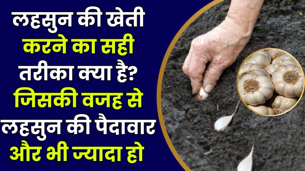 Lahsun Ki Kheti Kaise Karen