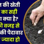 Lahsun Ki Kheti Kaise Karen