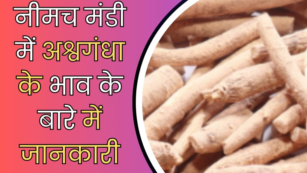 Neemuch Mandi Bhav Today