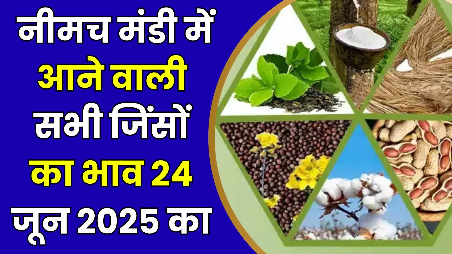 Neemuch mandi bhav today