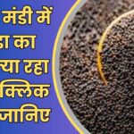 Neemuch Mandi Bhav Today