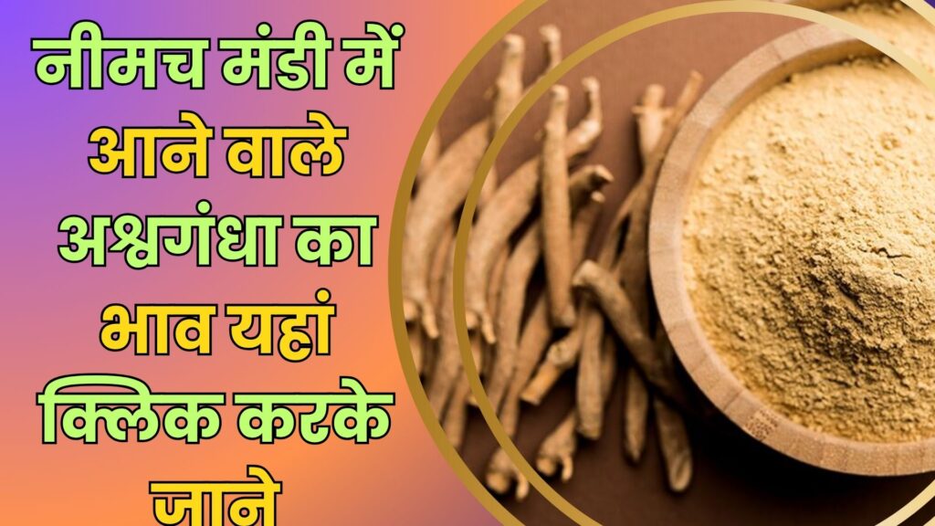 Neemuch Mandi Bhav Today