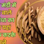 Neemuch Mandi Bhav Today