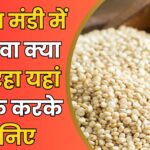 Neemuch Mandi Bhav Today
