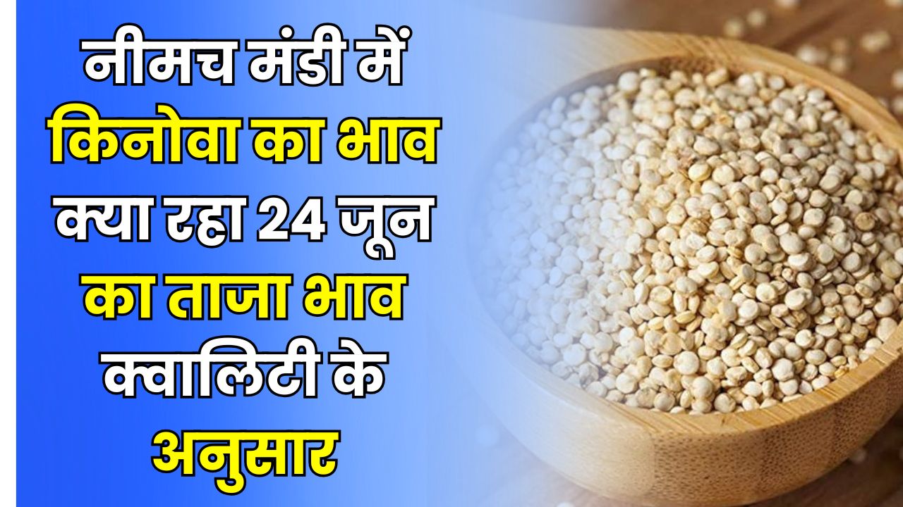 Neemuch Mandi Kinova Ka Bhav