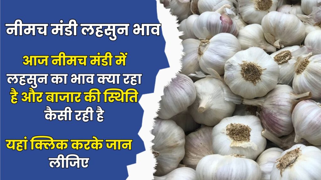 Neemuch Mandi Lahsun Bhav Today