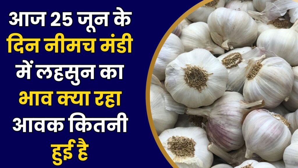Neemuch Mandi Today Lahsun Bhav