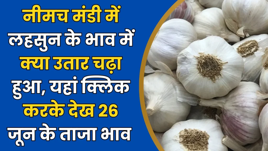 Neemuuch Mandi Lahsuun Bhav Today