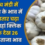 Neemuuch Mandi Lahsuun Bhav Today