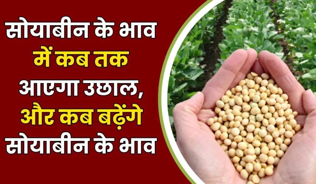 Soyabin Rate : सोयाबीन के भाव में कब तक आएगा उछाल, और कब बढ़ेंगे सोयाबीन के भाव