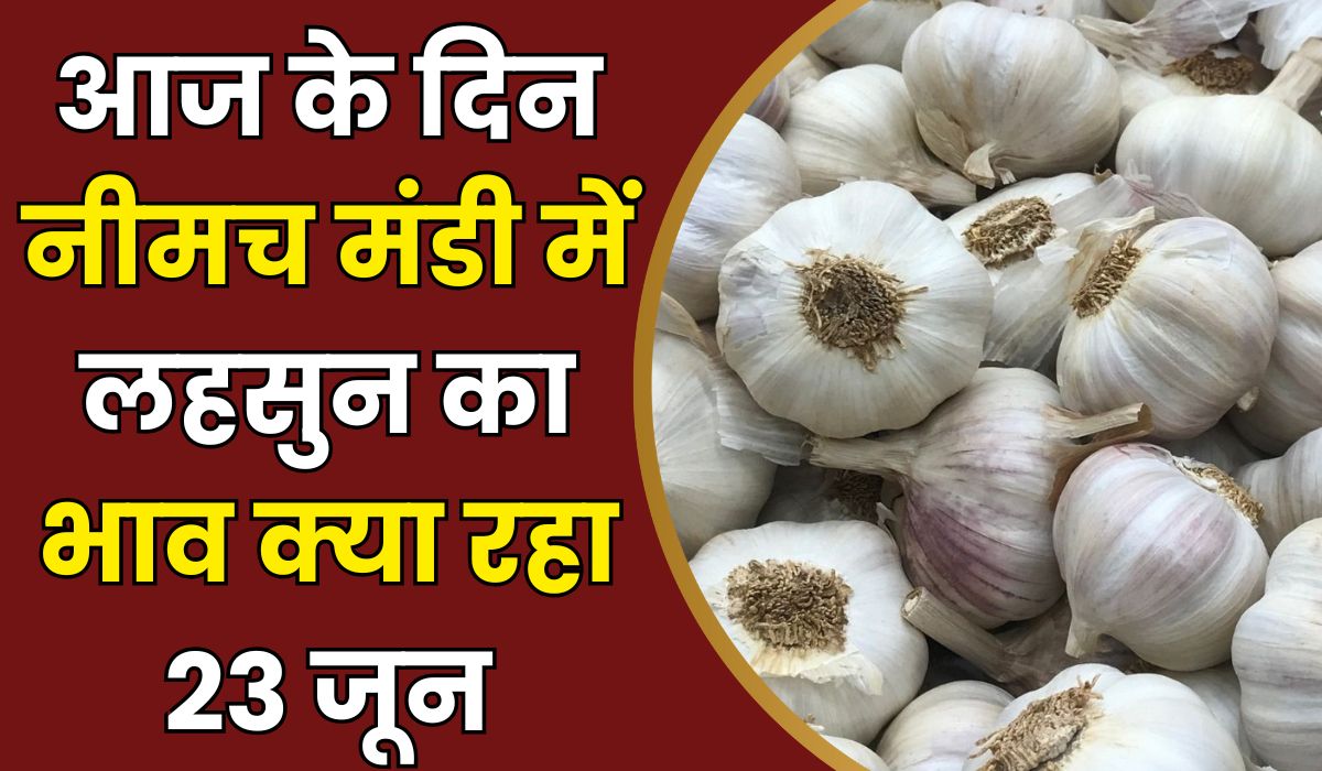 neemuuch mandi bhav today