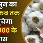 लहसुन का भाव कब तक पहुंचेगा 30,000 के पास