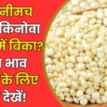 Neemuch Mandi Bhav Today